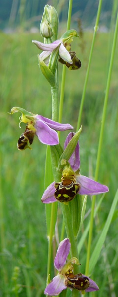 Blütenstand Bienenragwurz