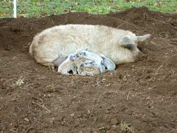 Bild: ganz frische Ferkel