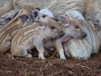 Bild: ganz frische Ferkel