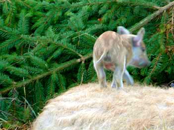 Bild: freches Ferkel