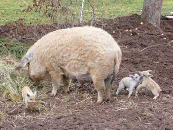 Bild: Familie Schwein